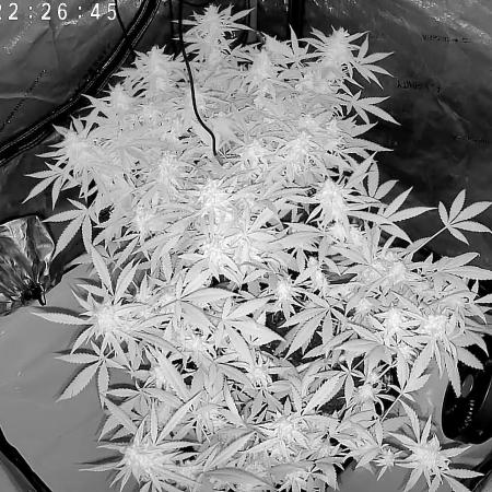 PurplePunch