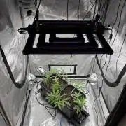 PurplePunch