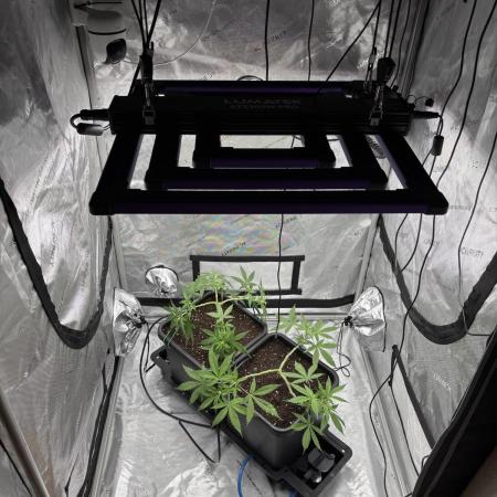 PurplePunch
