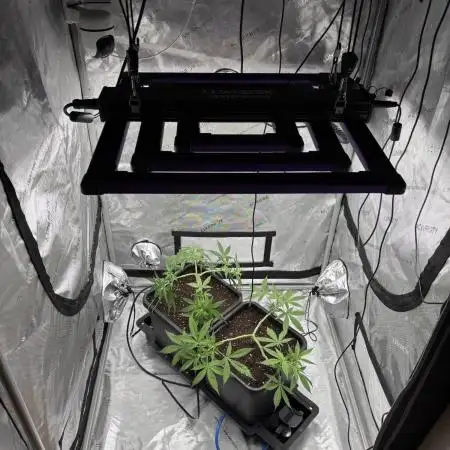 PurplePunch