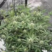 PurplePunch