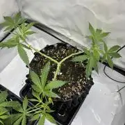 PurplePunch