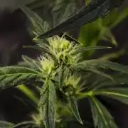 🍇 Planet of the Grapes Auto + Lab Test
