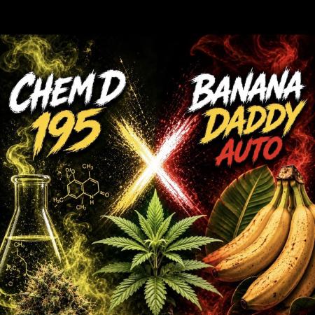 ⛽️🍌 Chem D 195 x Banana Daddy Auto