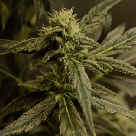 🍇 Planet of the Grapes Auto + Lab Test