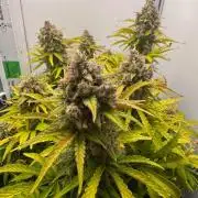 1st Grow - OG Bubblegum Auto - FastBudz