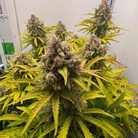 1st Grow - OG Bubblegum Auto - FastBudz
