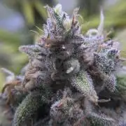 🫧 OG Bubblegum Auto - FastBudz