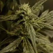 🍇 Planet of the Grapes Auto + Lab Test