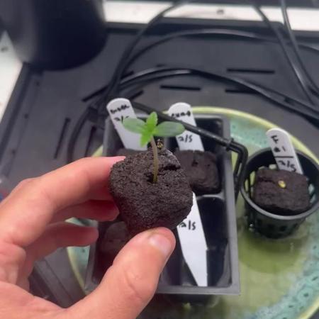 Planet of the Grapes Auto w/ Lab Testing