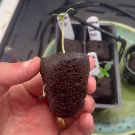 Lilac Diesel Auto w/ Lab Testing