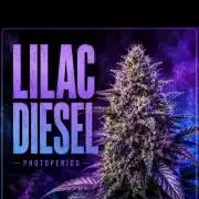 Lilac Diesel Rbx2 Photo - AB Testing