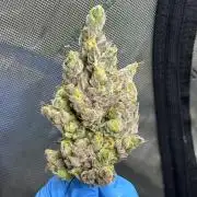 🍇 Planet of the Grapes Auto