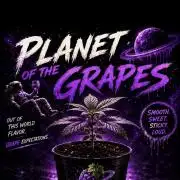 Planet of the Grapes Auto w/ Lab Testing