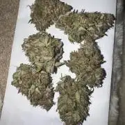 1st Grow - OG Bubblegum Auto - FastBudz