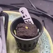 Future #1 w/ Lab Test - Chasing MAX THC