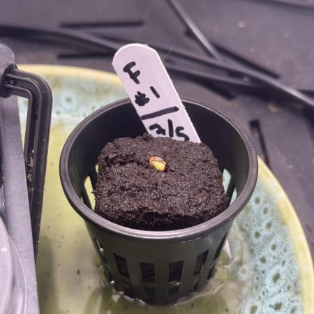 Future #1 w/ Lab Test - Chasing MAX THC
