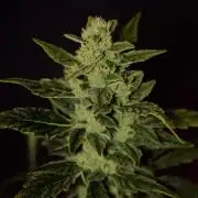 🍇 Planet of the Grapes Auto + Lab Test