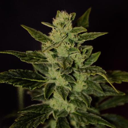 🍇 Planet of the Grapes Auto + Lab Test