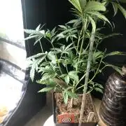 Mexican Sativa