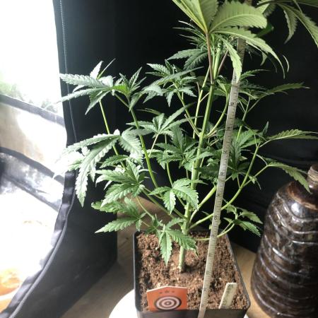Mexican Sativa