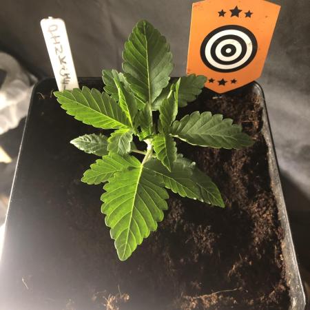 Pink gelato