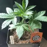 Pink gelato