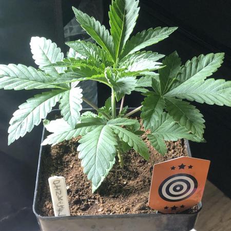Pink gelato