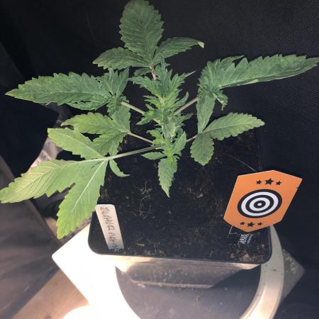 Mexican Sativa