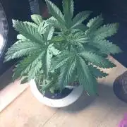 Mexican Sativa