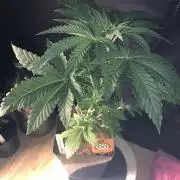 Pink gelato