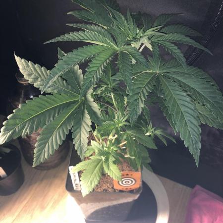 Pink gelato