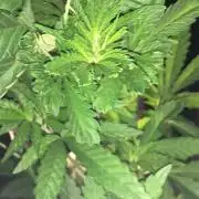 Pink gelato