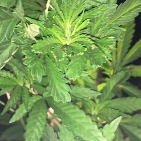 Pink gelato