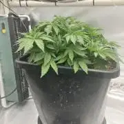 Orange Creampop