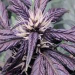 Second Pink Kush CBD grow