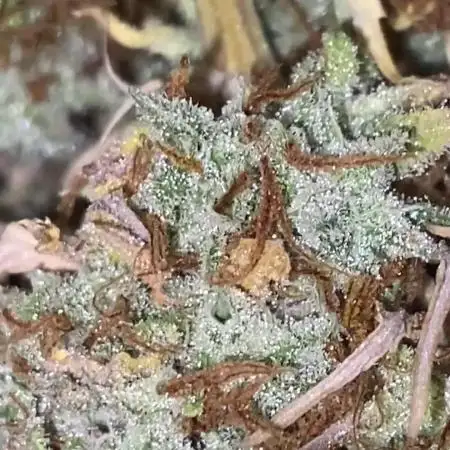 Perfect Grow 🤓🤩