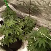 Matilda, Lily, Mary and Jane