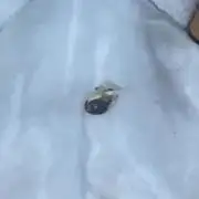 Two-Headed Gorilla