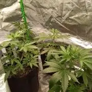 Matilda, Lily, Mary and Jane