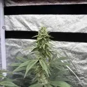 MAC 1