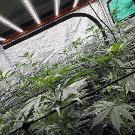 Barneys Farm Precision Hybrid.