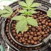 AK-47 – The Road to Perfect Roots