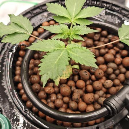 AK-47 – The Road to Perfect Roots