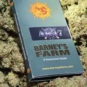 AK-47 – The Road to Perfect Roots