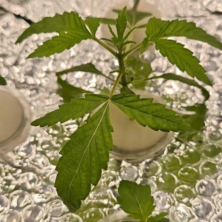 AK-47 – The Road to Perfect Roots