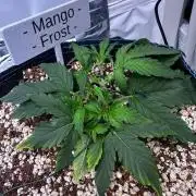 FastBuds & AutoPot + SANlight + BioTabs