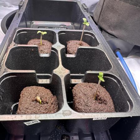 FastBuds & AutoPot + SANlight + BioTabs