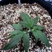 FastBuds & AutoPot + SANlight + BioTabs