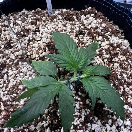 FastBuds & AutoPot + SANlight + BioTabs